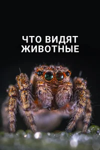  Что видят животные 